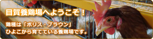 目賀養鶏場へようこそ。 鶏種はボリス・ブラウンです。